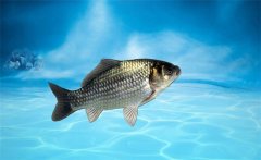 野生鯽魚吃什么？野生鯽魚和養(yǎng)殖鯽魚的區(qū)別