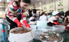 梭子蟹一般在幾月份上市，怎樣挑選肥的梭子蟹