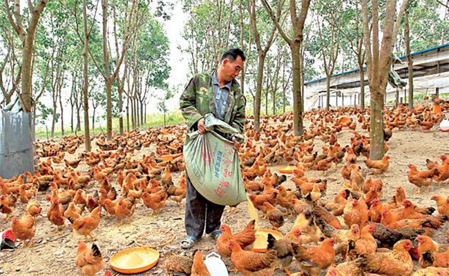 養(yǎng)雞用鹽的講究:飼料食鹽用量、食鹽中毒的防治