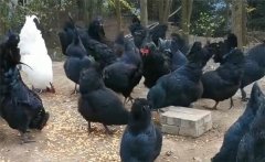 烏骨雞的分段飼養(yǎng)、放牧飼養(yǎng)與補(bǔ)喂砂礫方法