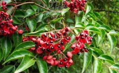 野鴉椿如何種植？野鴉椿的生態(tài)習(xí)性簡介