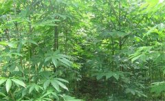 七葉樹是常綠還是落葉植物，七葉樹的生態(tài)習(xí)性