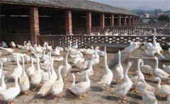 種鵝場規(guī)劃原則，種鵝場建設的幾個細節(jié)問題