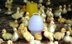 春季如何繁育雛鵝？雛鵝的飼養(yǎng)管理技術(shù)