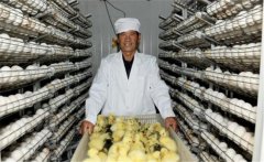 鵝孵化的過程中會出現(xiàn)哪些問題，如何解決？