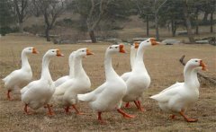 母鵝蛋子瘟的癥狀、預(yù)防方法和治療方法