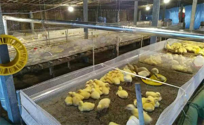 提高雛鵝成活率的技術措施