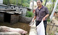 農村庭院養(yǎng)豬的優(yōu)勢與好處是什么？