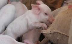 如何提高二元雜交豬的配種率、產(chǎn)仔率？