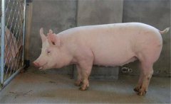 種公豬如何飼喂？種公豬的飼養(yǎng)管理技術(shù)要點(diǎn)