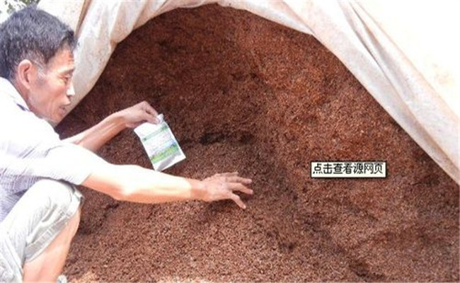 使用酒糟喂豬的具體方法，酒糟喂豬需注意什么