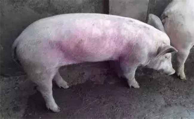 豬常用飼料、藥物中毒救治方法