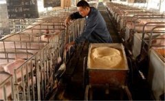 生料喂豬飼料如何選擇、飼喂方式有哪些講究？