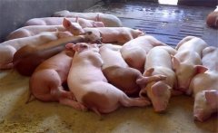飼料生喂有什么優(yōu)點(diǎn)？生飼料喂豬注意事項(xiàng)