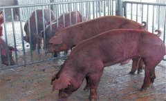 怎樣采集種公豬精液？公豬精液的采集方法步驟