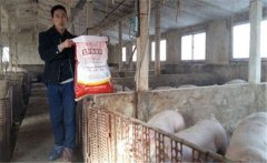 養(yǎng)豬要選擇配合飼料，如何提高豬飼料的利用率