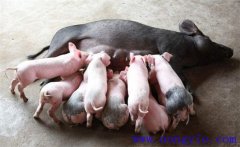 如何縮短仔豬哺乳周期，有效提高母豬飼養(yǎng)效益
