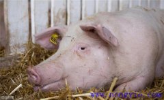 母豬分娩前如何飼養(yǎng)管理？