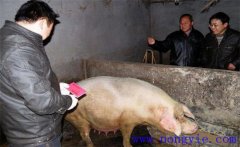 加強選種適配，提高二元雜交母豬產仔數(shù)的方法