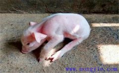 豬偽狂犬病的癥狀和診斷、防治方法