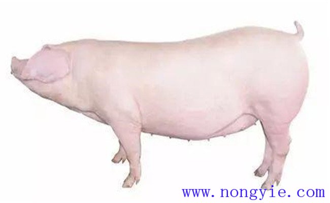 怎樣選擇后備母豬？挑選后備母豬的技術(shù)要點(diǎn)
