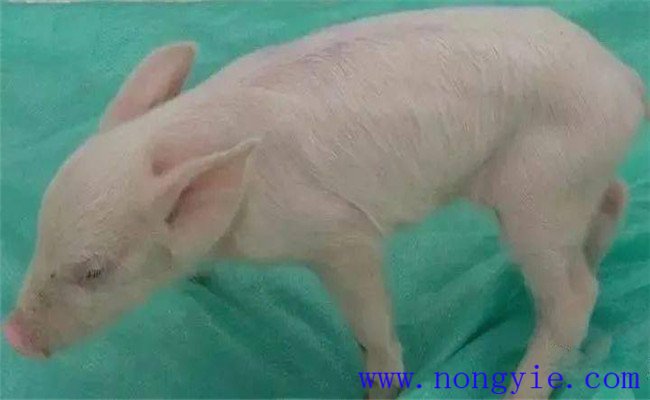 新生仔豬低血糖的癥狀、治療和預防方法