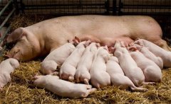 哺乳仔豬的特點(diǎn)，需采取哪些措施減少死亡率？