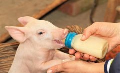 初生仔豬要早吃初乳，為什么要給仔豬固定奶頭