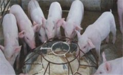 仔豬斷奶應(yīng)激如何預(yù)防，絕食仔豬怎樣進行挽救
