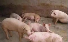 豬喘氣病的預(yù)防措施，豬喘氣病的疫苗免疫問(wèn)題