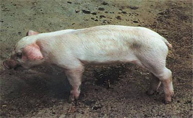 豬副嗜血桿菌病的臨床癥狀、診斷與治療方法