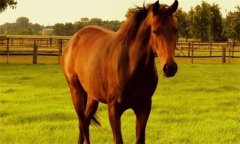 馬、驢、騾子的區(qū)別