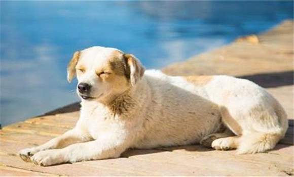 怎樣養(yǎng)好老齡犬，養(yǎng)殖老齡犬應(yīng)注意哪些問題