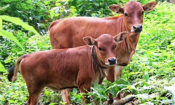 家畜青草搐搦的發(fā)病原因、預防方法與治療方法