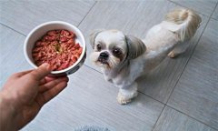 犬飼料中為何要添加鐵、銅等微量元素