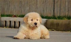 個人家庭購犬應(yīng)注意哪些問題？
