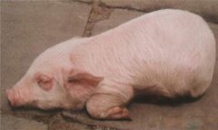 豬水腫、鏈球菌、偽狂犬的鑒別診斷及防治方法