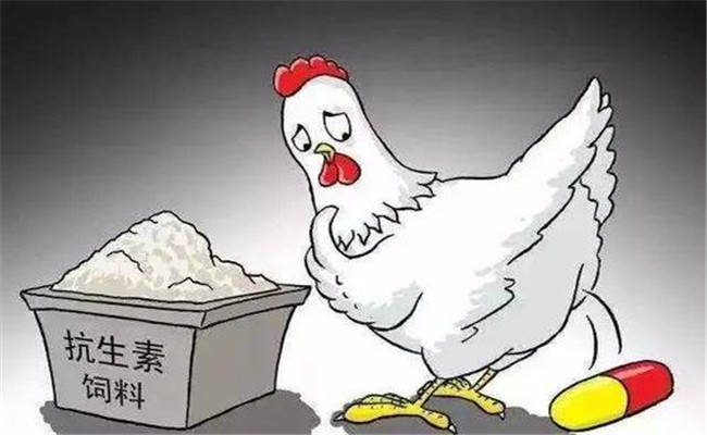 怎樣在飼料中添加抗生素？使用抗生素注意事項(xiàng)