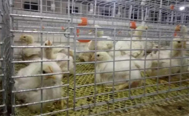 堅持隔離飼養(yǎng)，加強家禽保健與疾病防治