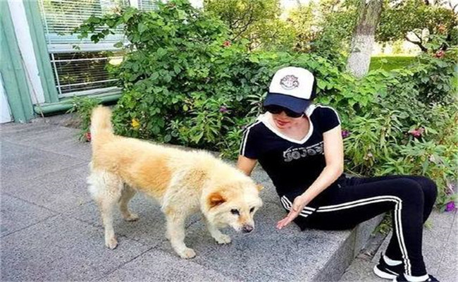 怎樣喂養(yǎng)妊娠犬、哺乳犬