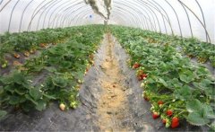 種植一畝大棚草莓的成本費(fèi)用是多少錢(qián)？