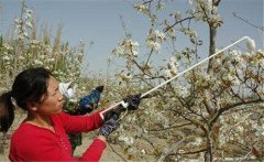 李子花期如何管理？李子花期有哪些注意事項(xiàng)？