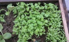 香菜（芫荽）白粉虱如何防治？發(fā)生規(guī)律是什么