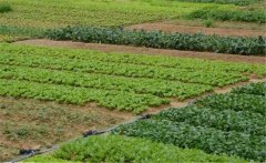 春季大白菜如何種植？大白菜種植技術(shù)！
