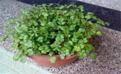 香菜陽臺(tái)怎么種？陽臺(tái)香菜的種植時(shí)間與方法
