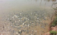 鯽魚養(yǎng)殖密度多少合適？鯽魚飼喂注意事項
