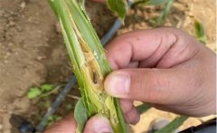 生姜種植如何防治姜薊馬？姜薊馬用什么藥？