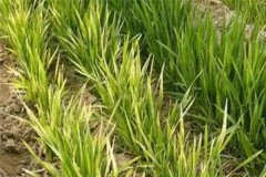 小麥發(fā)黃死苗如何防治，一畝小麥用多少蕓苔素