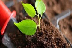 多菌靈可以直接澆灌嗎？如何使用多菌靈灌根？