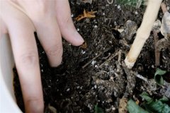 多菌靈可以直接拌花土嗎？多菌靈土壤消毒方法